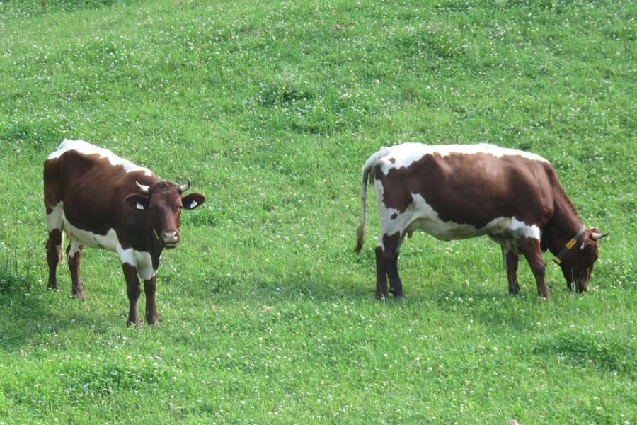 bauernhof-tiere-urlaub002